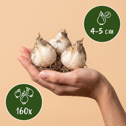 Blauer Kugellauch – Allium caeruleum online kaufen | 160 bis 320 Blumenzwiebeln, echtes Blau – Wurzelwerk Design