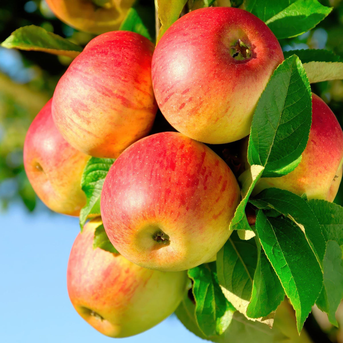 Gelbgrüner Apfelbaum Malus domestica Jonagold im Topf, 21cm Durchmesser, Höhe 90cm, Everspring Obstpflanze