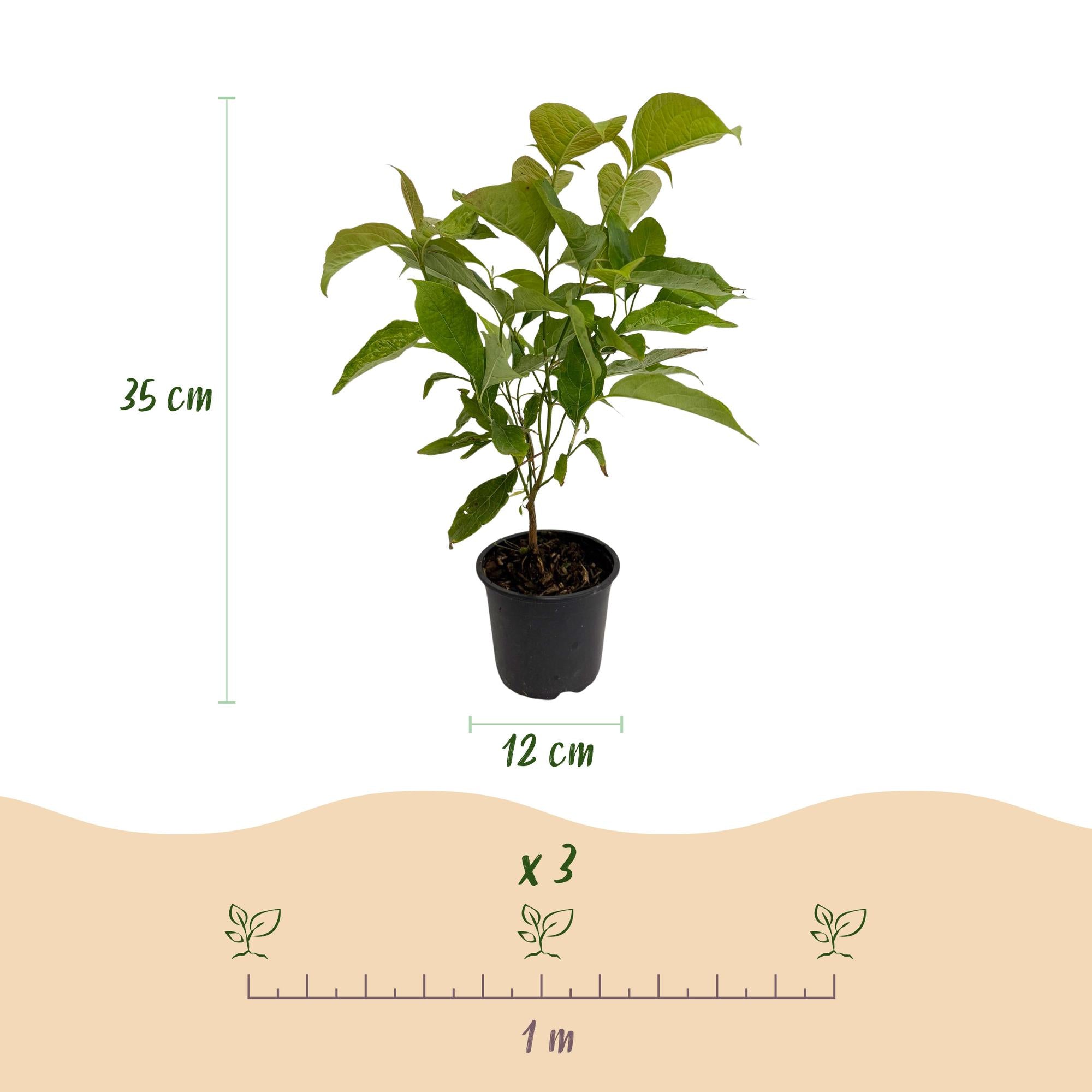 Everspring Cornus mas Pflanze mit gelber Blüte, Topf 12cm, Höhe 35cm, grüne Blätter und blühende Zweige