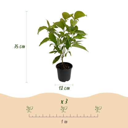 Everspring Cornus mas Pflanze mit gelber Blüte, Topf 12cm, Höhe 35cm, grüne Blätter und blühende Zweige