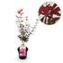 Japanischer Ahorn - Acer palmatum Skeeters Broom - Lila - 1 Pflanze - Laubabwerfend - Topf 19cm Höhe 70cm - Wurzelwerk Design