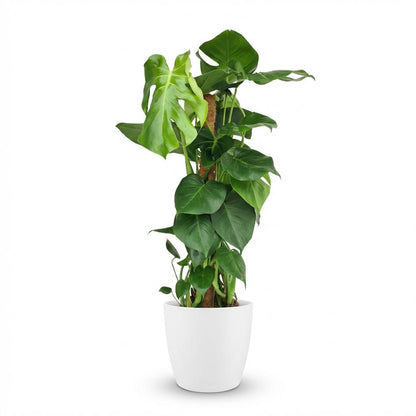 Everspring Monstera Deliciosa im Topf mit 19 cm Durchmesser, 90 cm hoch, grüne Fensterblatt-Pflanze, Nahaufnahme
