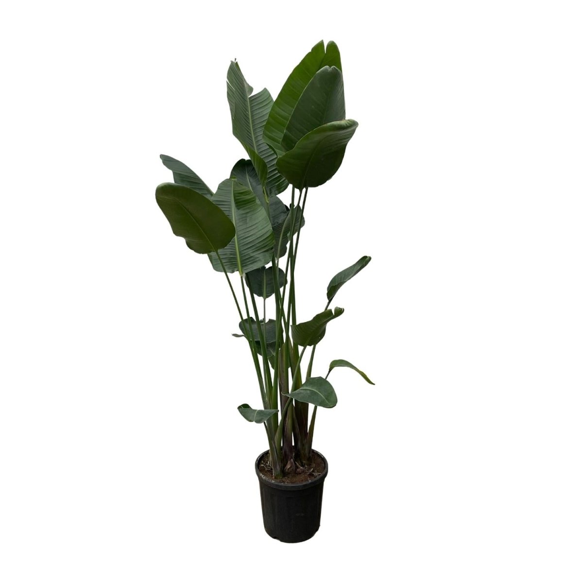 Strelitzia Augusta XL - XXXL – Exotischer Weißer Paradiesvogel - Wurzelwerk Design