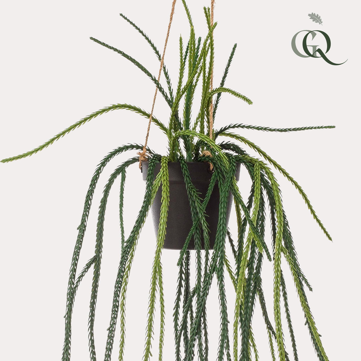 Kunstpflanze Rhipsalis Korallenkaktus, 85 cm, Everspring, detailreiche grüne Kunstpflanze mit langen, hängenden Zweigen