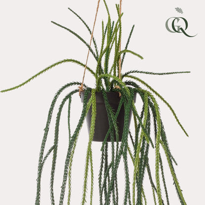Kunstpflanze Rhipsalis Korallenkaktus, 85 cm, Everspring, detailreiche grüne Kunstpflanze mit langen, hängenden Zweigen