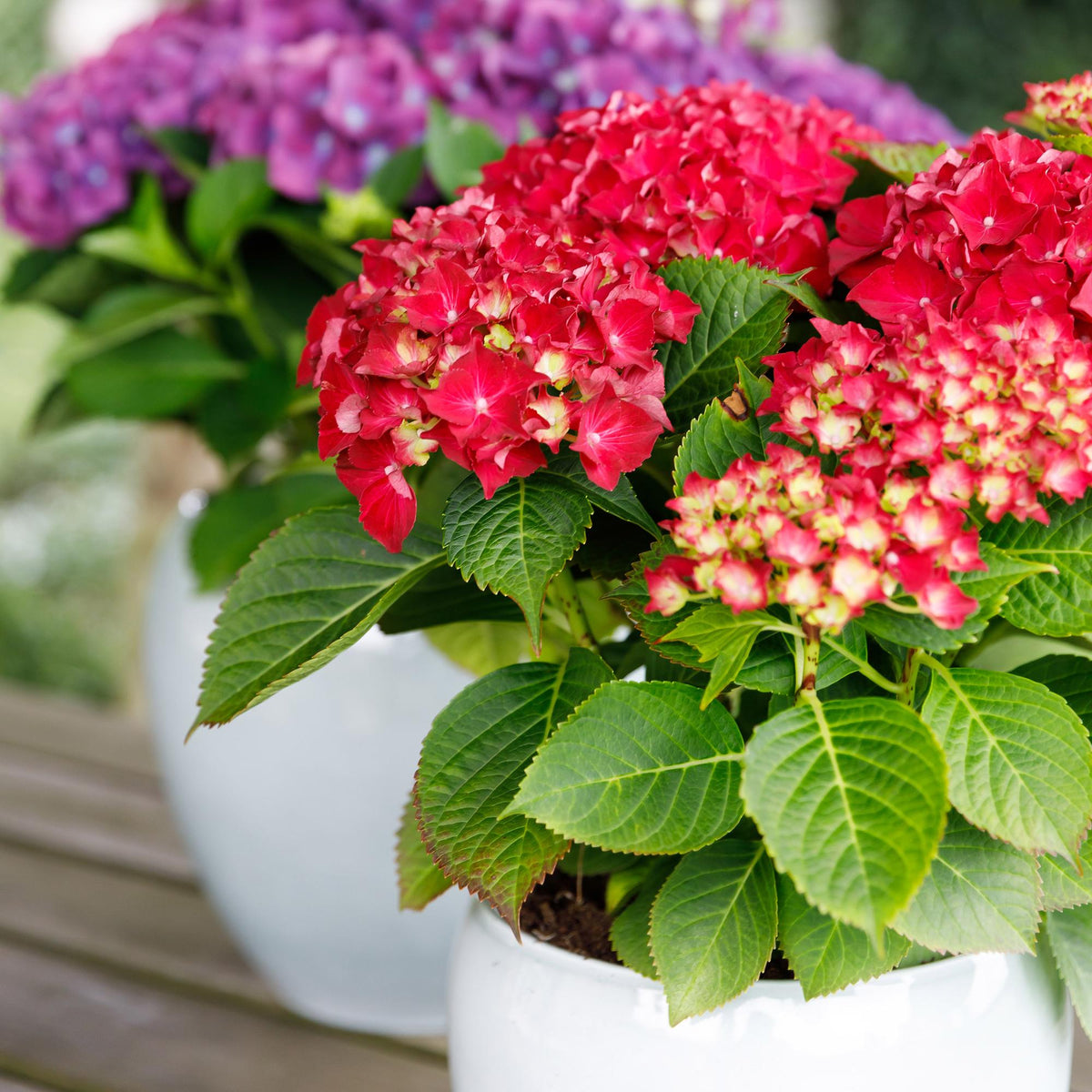 Hydrangea Forever &amp; Ever in rotem Topf mit 7-12 Blumen, Everspring Hortensie, Höhe 55cm, Topf 23cm Durchmesser