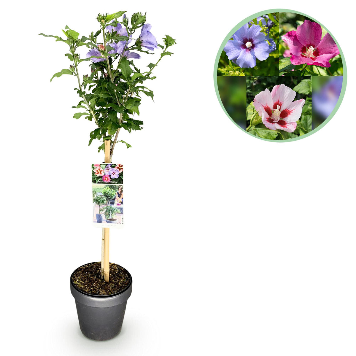 Hibiscus syriacus Tricolour Pflanze in Topf, blühend mit weißen, rosa und violetten Blüten, winterhart, 90cm hoch