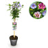 Hibiscus syriacus Tricolour Terrasse Pflanze, weiß-rosa-violette Blüten, winterhart, topf 19cm, Höhe 90cm, Everspring