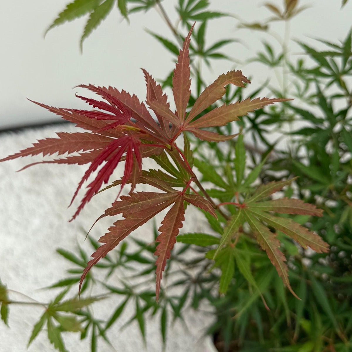Japanischer Ahorn Jerre Swarts in dunkelrot, laubabwerfende Pflanze, Topf 19cm, Höhe ca. 70cm, Everspring