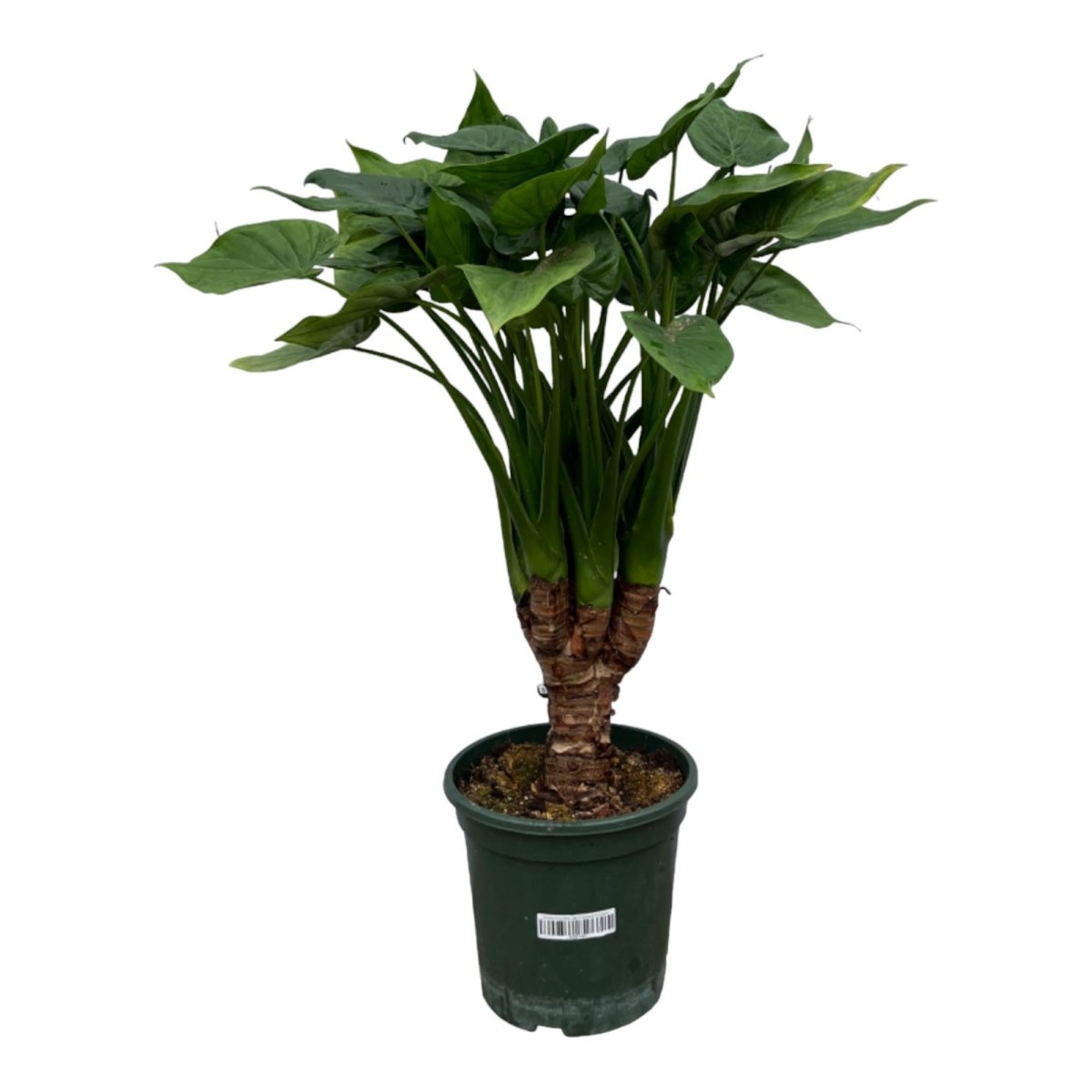 Alocasia Cucullata 120 cm kaufen – Exotische Glückspflanze - Wurzelwerk Design