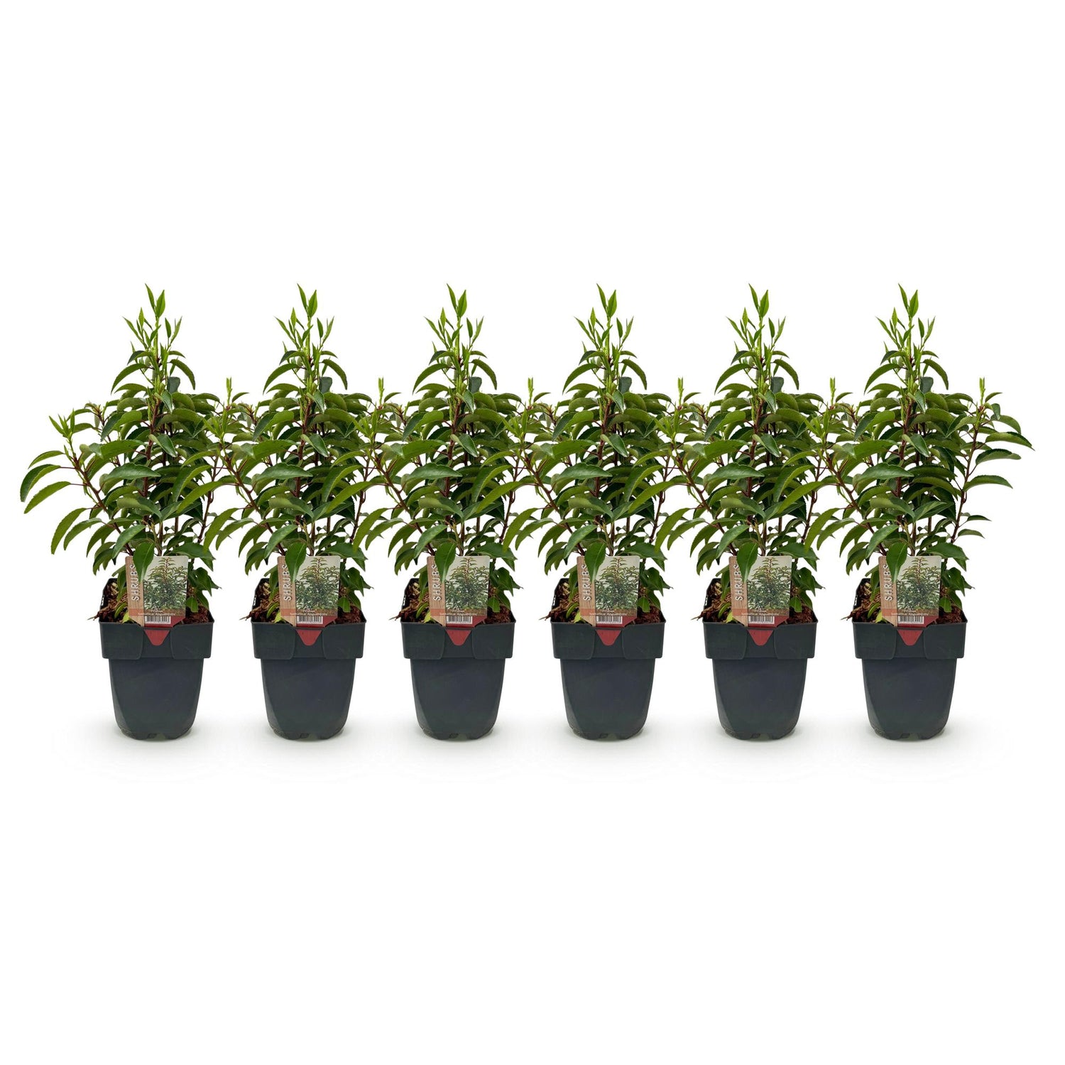 Grüne Heckenpflanzen Prunus lusitanica Angustifolia, 6 Stück, immergrün, in Töpfen, ca. 50cm hoch, für Hecken und Sichtschutz