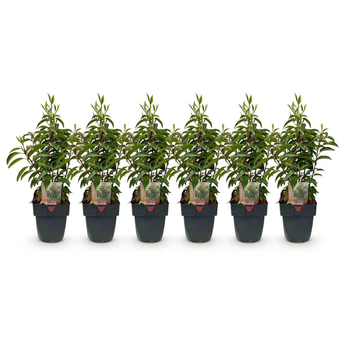 Grüne Heckenpflanzen Prunus lusitanica Angustifolia, 6 Stück, immergrün, in Töpfen, ca. 50cm hoch, für Hecken und Sichtschutz