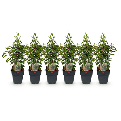 Grüne Heckenpflanzen Prunus lusitanica Angustifolia, 6 Stück, immergrün, in Töpfen, ca. 50cm hoch, für Hecken und Sichtschutz