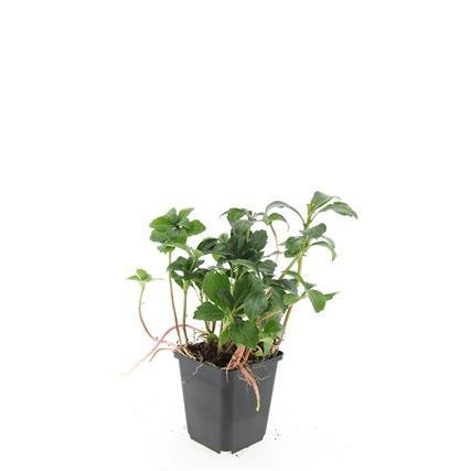 Pachysandra terminalis ‘Green Sheen’ – 24 Pflanzen, Ø 9 cm Topf, Höhe 10–25 cm – Immergrüner Bodendecker für Schattenlagen - Wurzelwerk Design