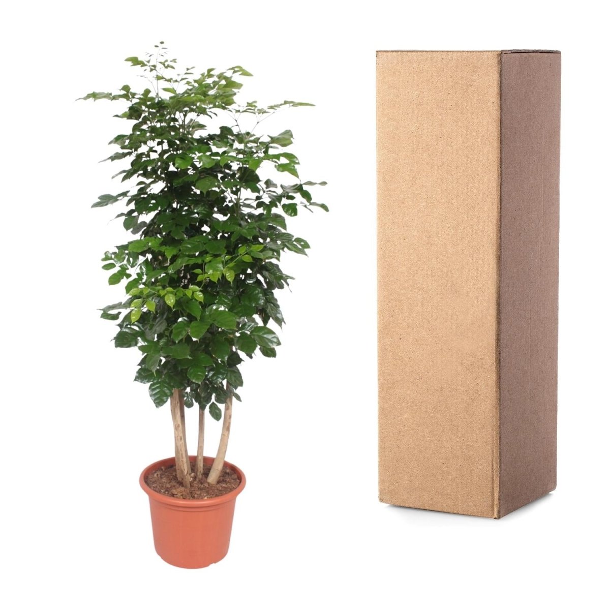 Radermachera hainanensis – 190 cm | Tropischer Blickfang für dein Zuhause - Wurzelwerk Design