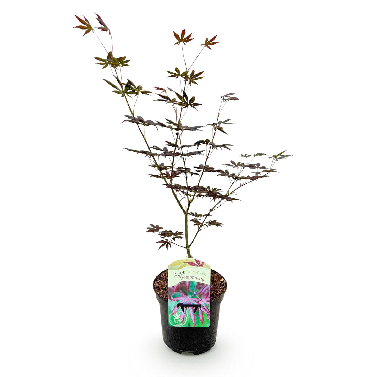 Japanischer Ahorn Acer palmatum Trompenburg mit dunkel lila Laub, in 19cm Topf, etwa 70cm hoch, laubabwerfende Pflanze.