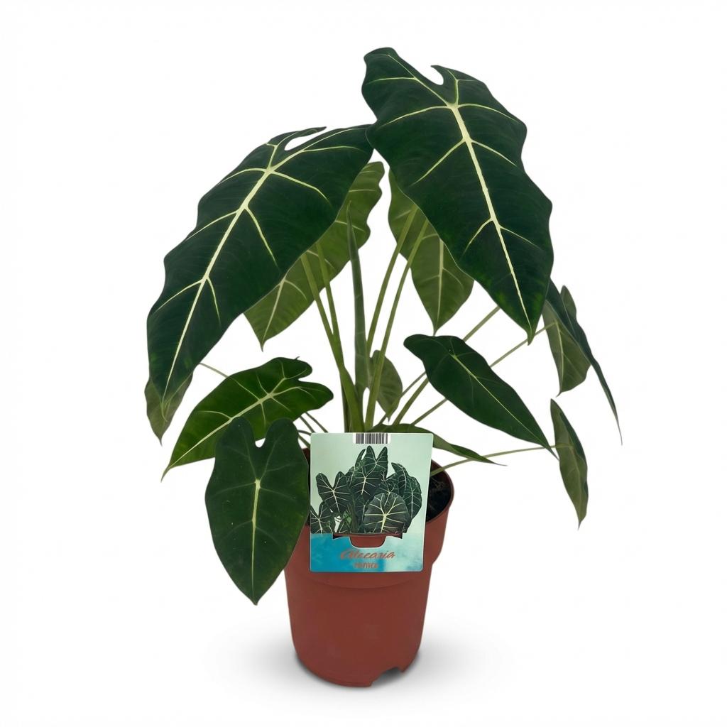 Alocasia Frydek kaufen | Elefantenohr – Topf Ø 19 cm, Höhe 60 cm - Wurzelwerk Design