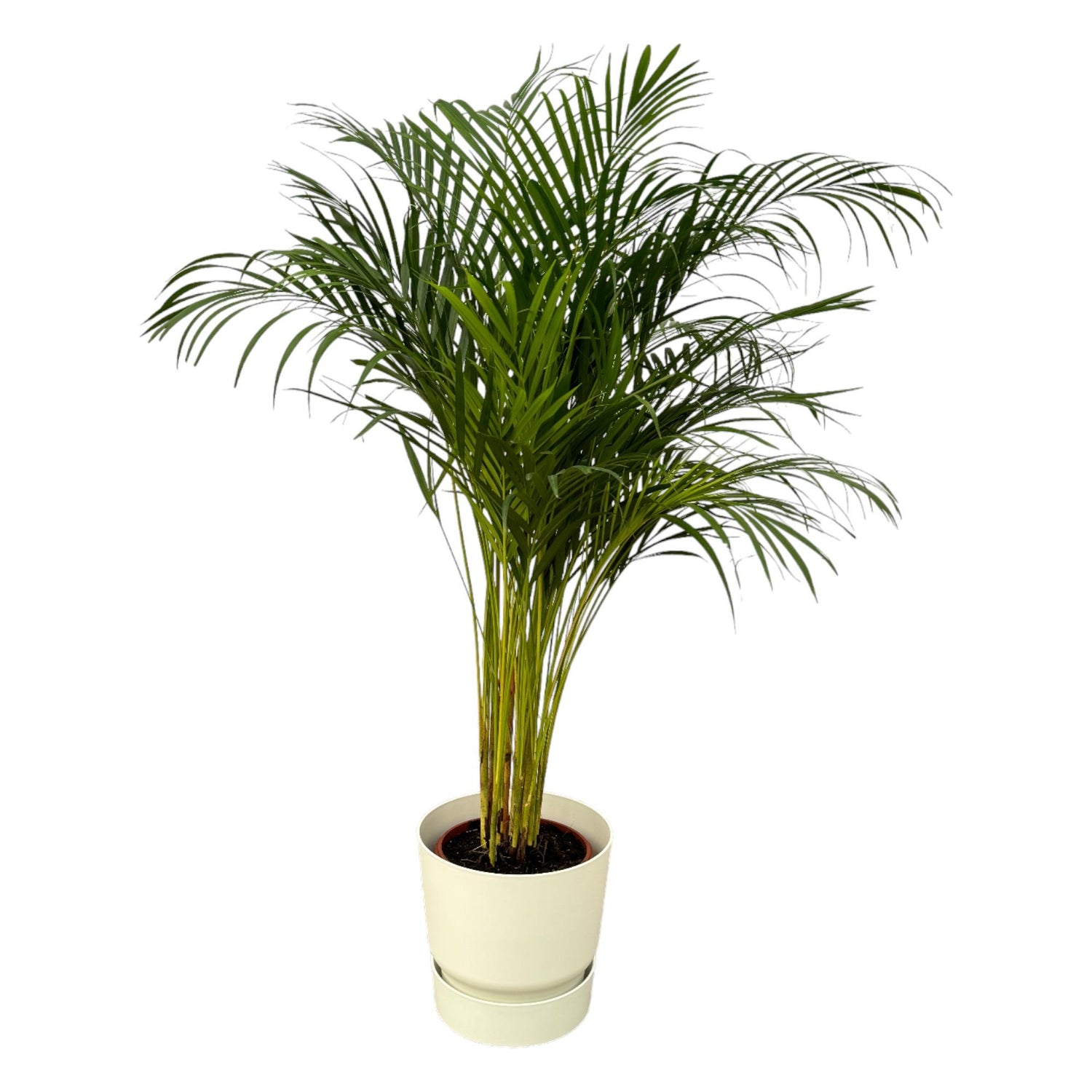 Areca-Palme Goldfruchtpalme, ca. 130 cm hoch, im Korb oder Topf als luftreinigende Zimmerpalme