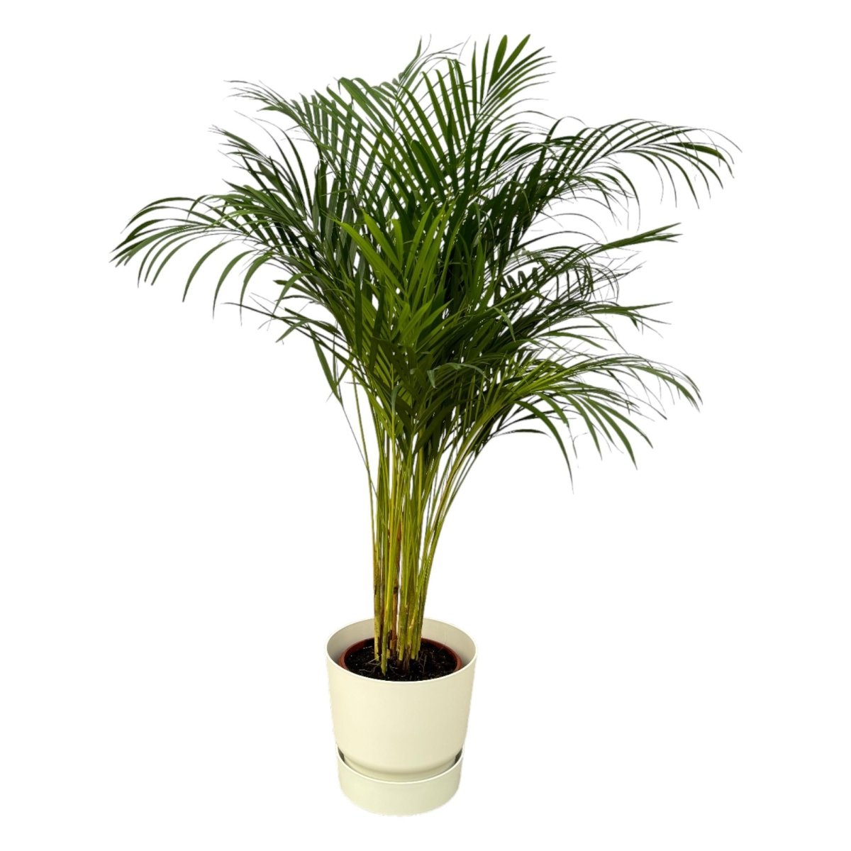 Areca - Palme 110cm mit Topf – Goldfruchtpalme für gesunde Raumluft - Wurzelwerk Design