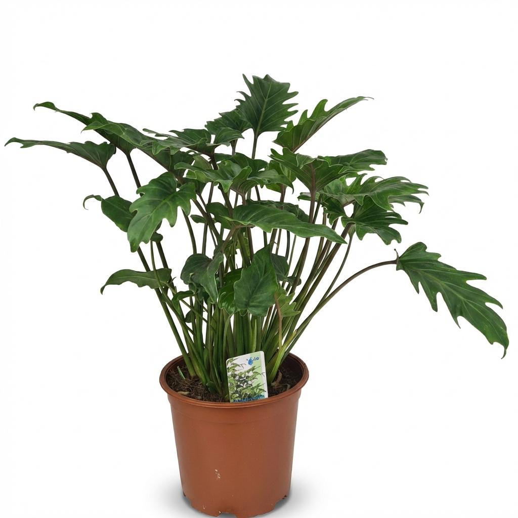 Philodendron Xanadu kaufen | Zimmerpflanze – Topf Ø 19 cm, Höhe 60 cm - Wurzelwerk Design