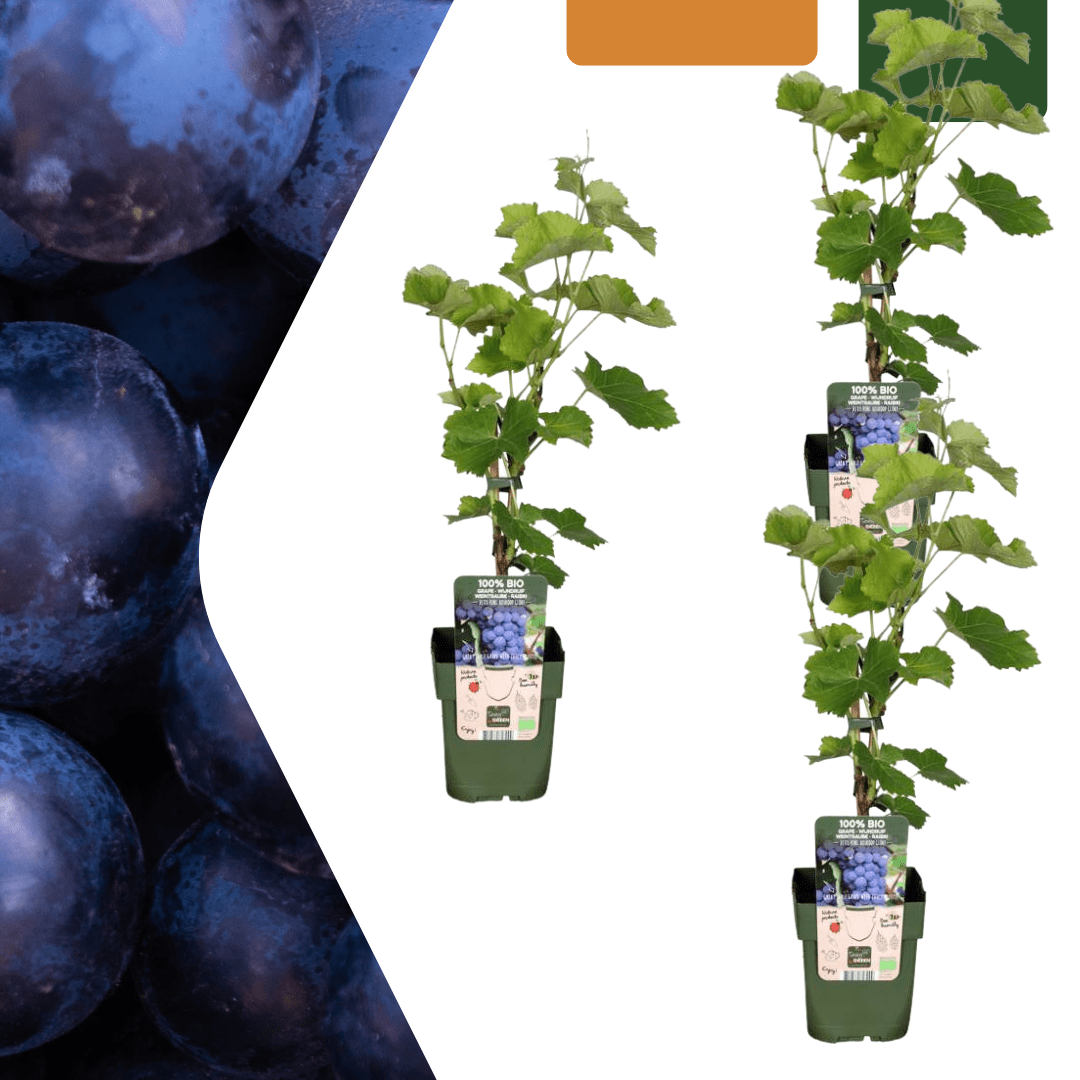 Drei Bio-Weinreben-Kübel, Ø 13 cm, Höhe 20 cm, aus robustem Material, ideal für Balkon oder Garten, von Everspring
