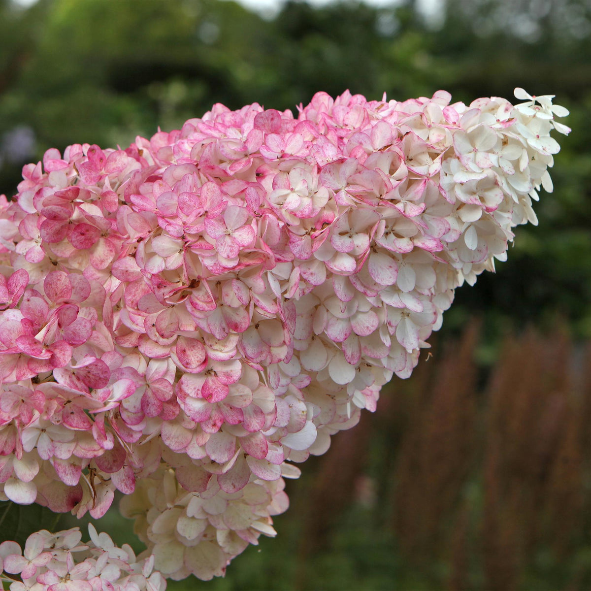 Rispenhortensie Hydrangea panniculata Vanille Fraise in Topf, weiß-rosa Blüten, laubabwerfend, 50cm hoch, Everspring.