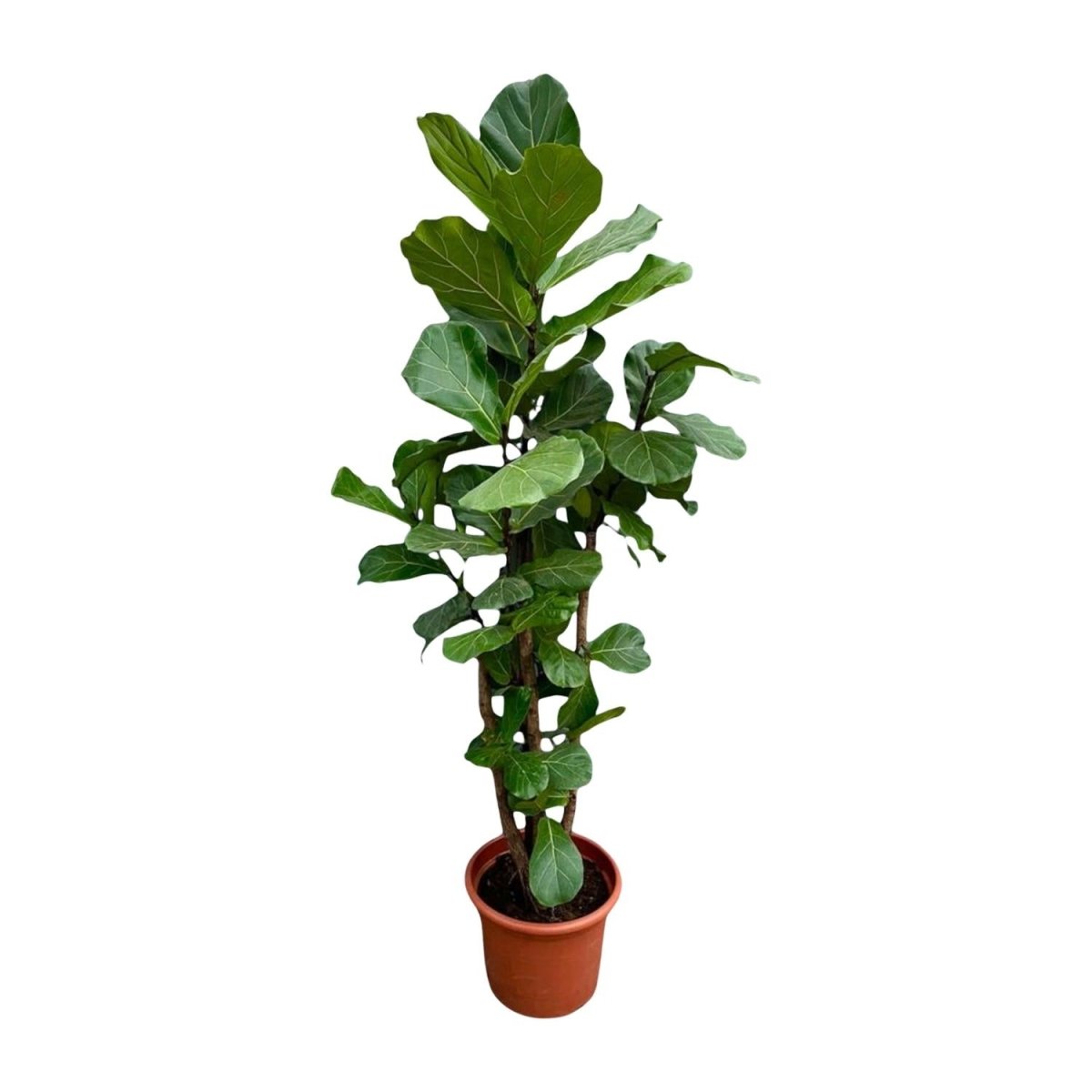 Ficus Lyrata kaufen – Geigenfeige 80–270 cm | auf Stamm - Wurzelwerk Design