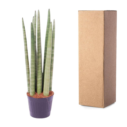 Sansevieria cylindrica ‘Spaghetti’ – 40 cm Zylinder‑Bogenhanf