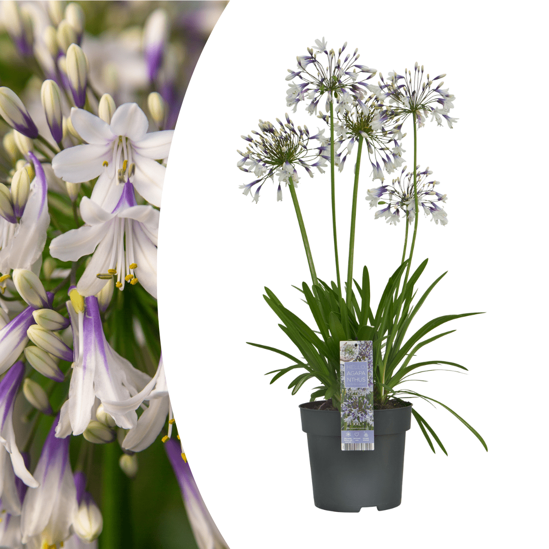 Agapanthus Fireworks kaufen | Schmucklilie – Topf Ø 23 cm - Wurzelwerk Design