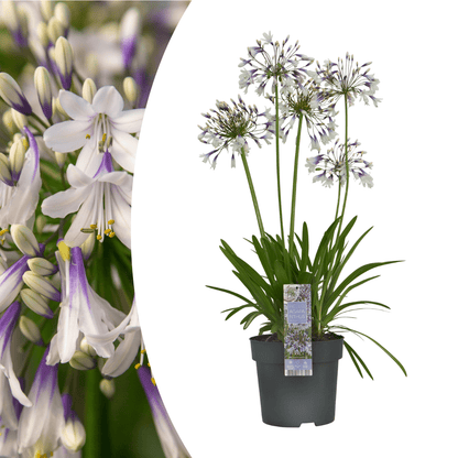 Agapanthus Fireworks kaufen | Schmucklilie – Topf Ø 23 cm - Wurzelwerk Design
