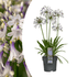 Agapanthus Fireworks kaufen | Schmucklilie – Topf Ø 23 cm - Wurzelwerk Design