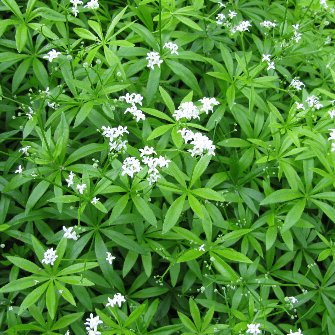 Everspring Galium odoratum Topfpflanze, ca. 10-25cm hoch, Durchmesser 9cm, frische grüne Blätter, ideal für Garten und Balkon