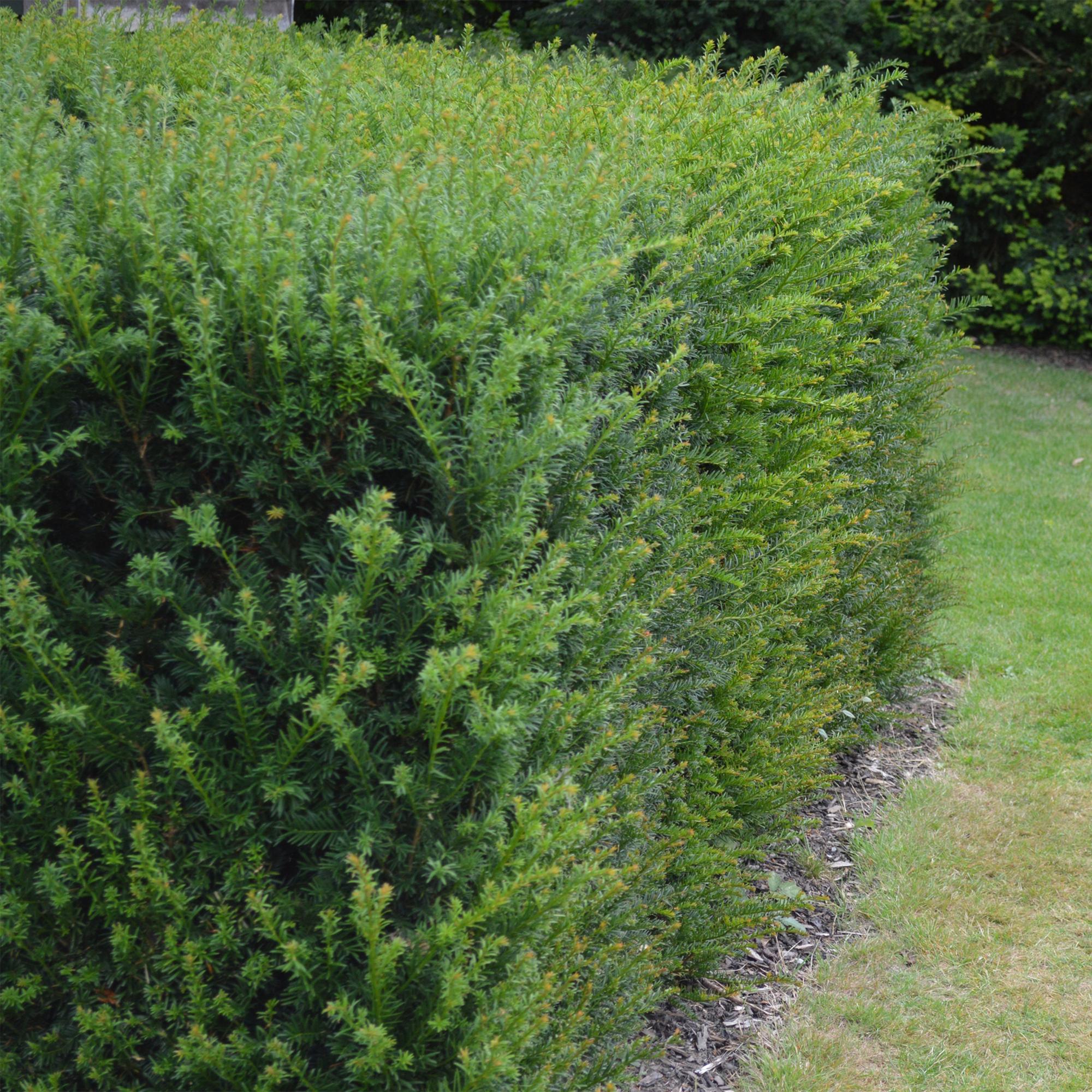 Eibe – Taxus baccata online kaufen | 6 Pflanzen für 1 m Hecke, immergrün &amp; extrem schnittfest – Wurzelwerk Design
