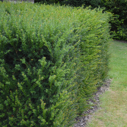 Eibe – Taxus baccata online kaufen | 6 Pflanzen für 1 m Hecke, immergrün &amp; extrem schnittfest – Wurzelwerk Design
