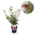 Japanischer Ahorn Jerre Swarts, dunkelrote Laubpflanze in 19cm Topf, topfballen, etwa 70cm hoch, laubabwerfend, Everspring