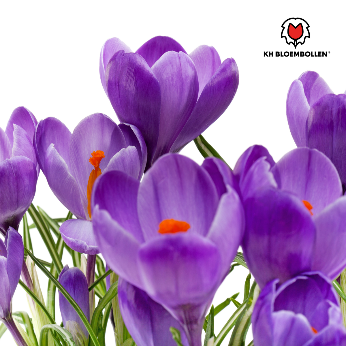 Lila Krokuszwiebeln – 30 Stück | Frühblüher in Violett - Wurzelwerk Design