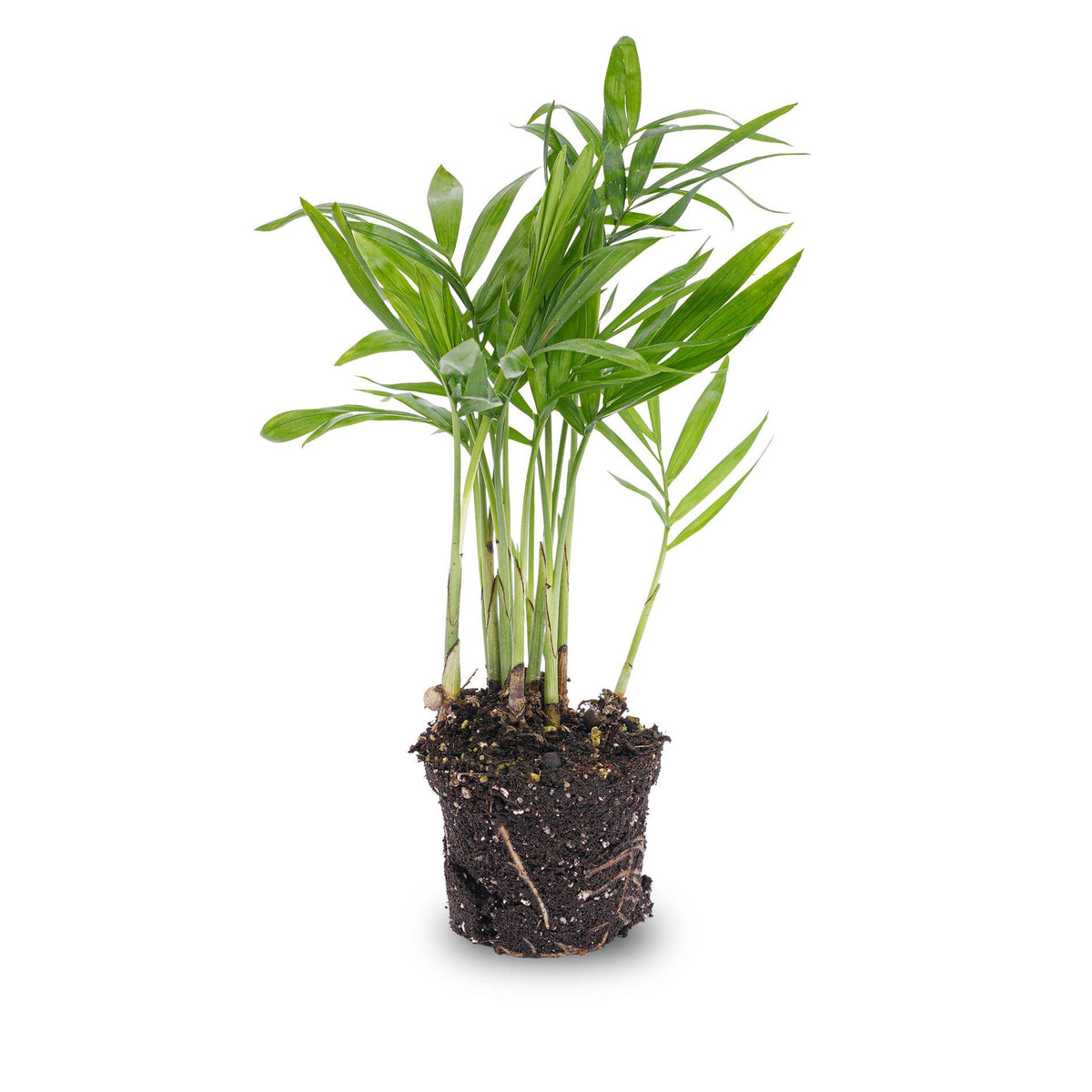 Everspring Bergpalme Chamaedorea elegans &