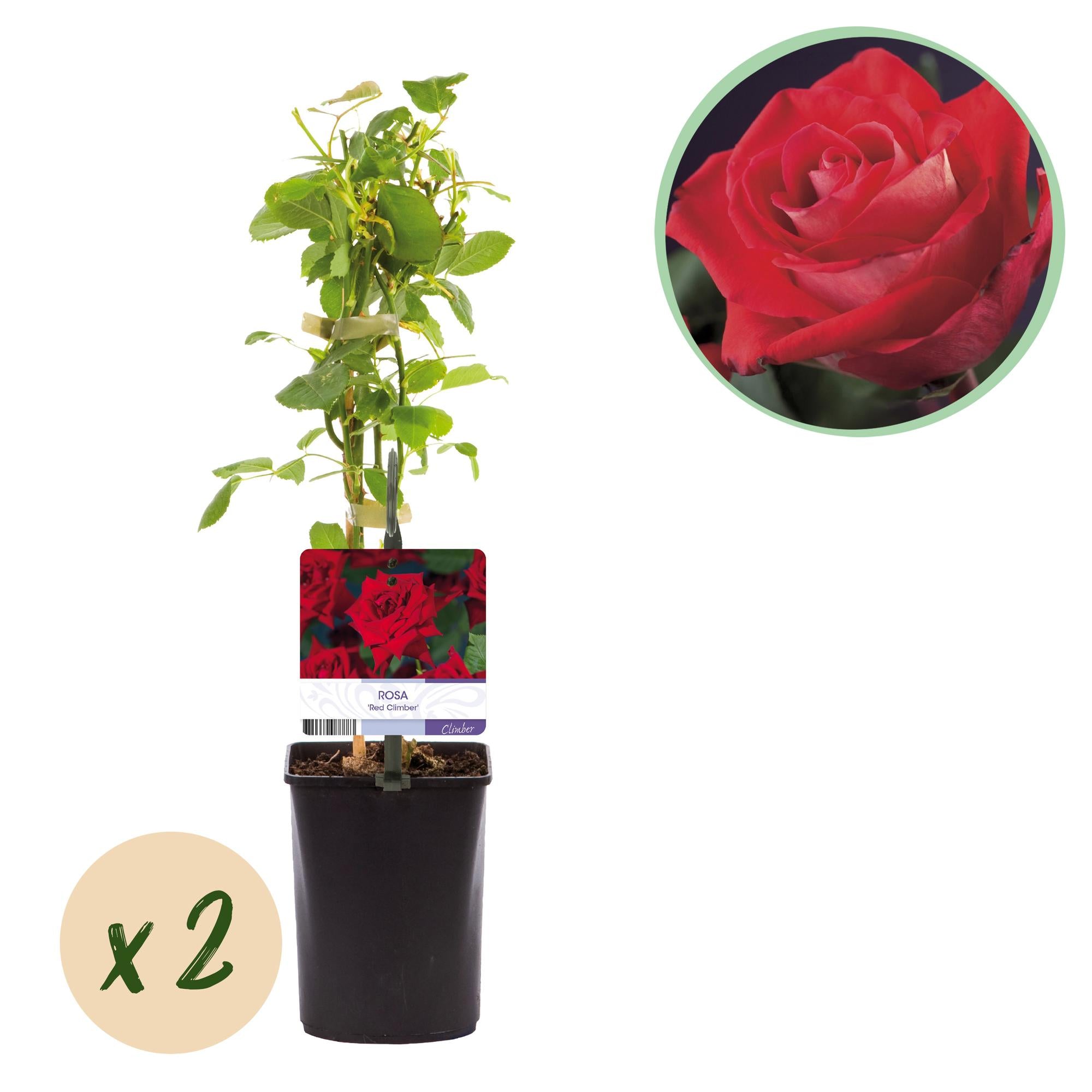 Kletterrose - Rosa Red Climber - Blüte Rot - Wenig Pflege - 2 Pflanzen - Topf 11cm Höhe 40cm