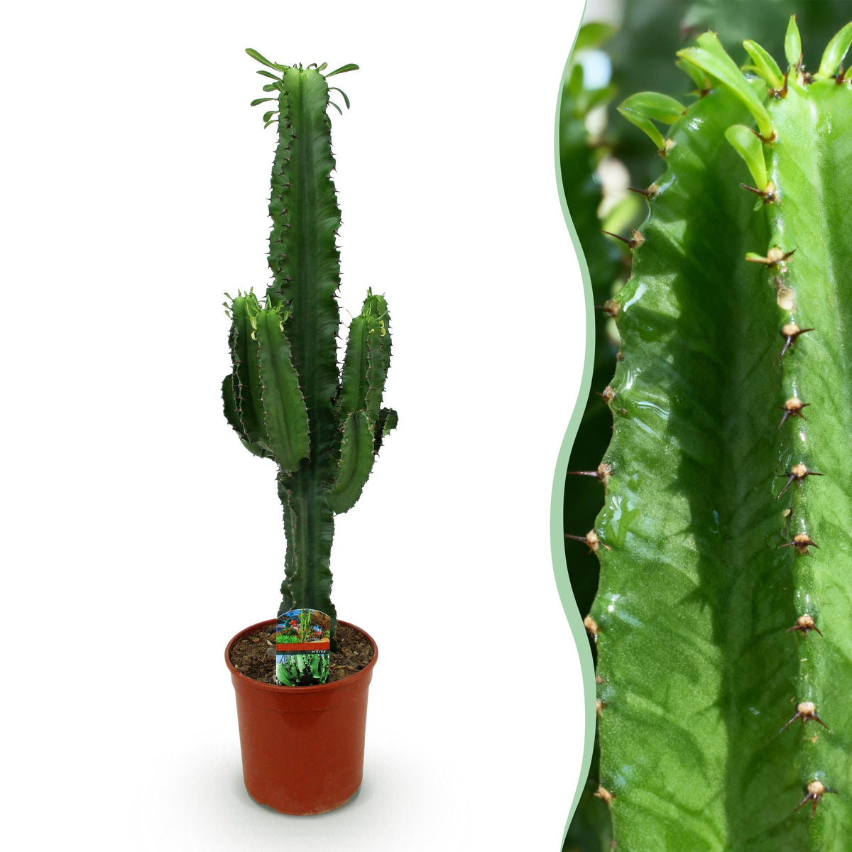 Euphorbia eritrea Afrikanischer Milchbaum in verschiedenen Größen, Everspring Pflanze mit grünen, säurefesten Blättern.