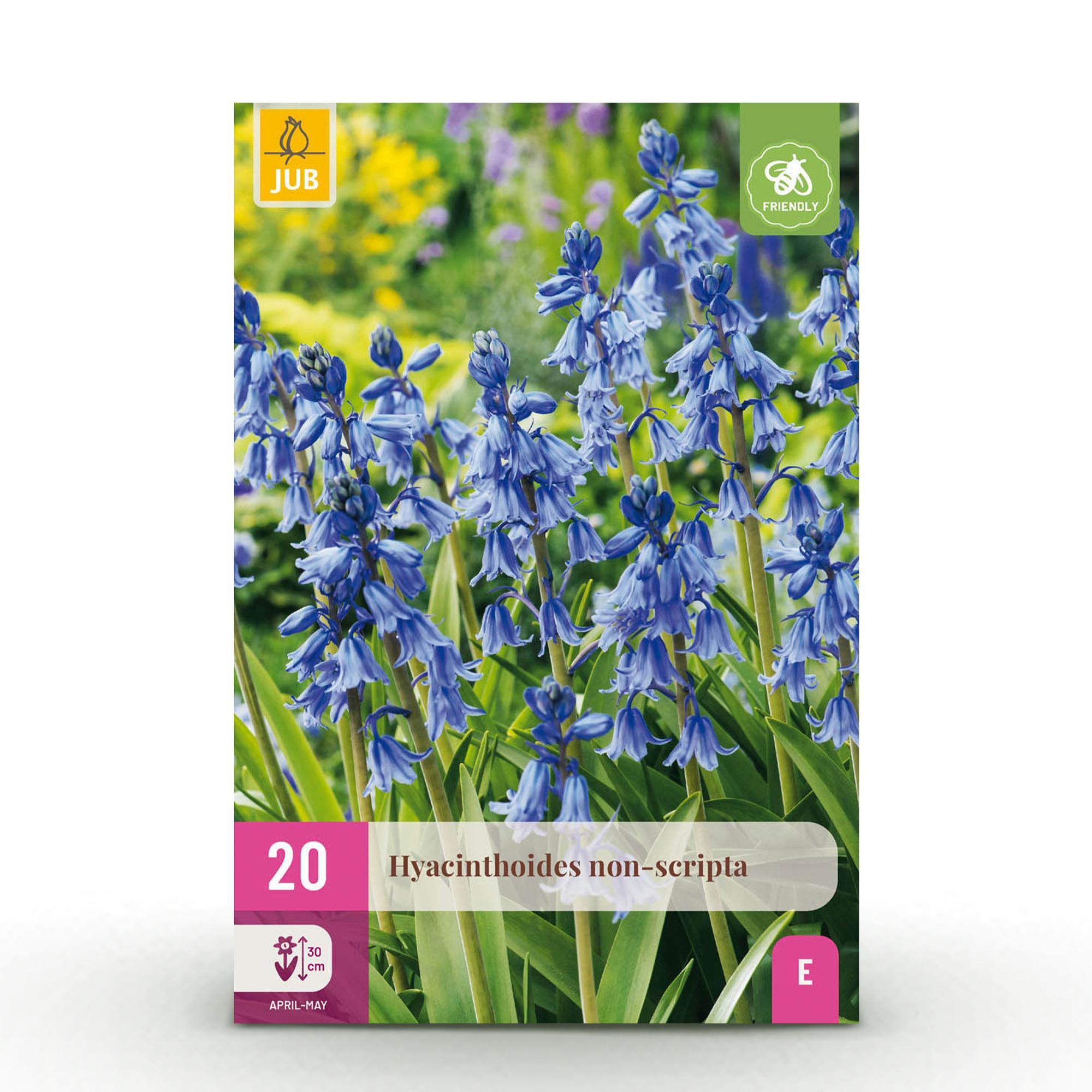 Everspring Hyacinthoides non-scripta Blumenzwiebeln, 20 Stück, Blau, Zwiebelgröße 7/8, XXL Pack, frische Zwiebeln für den Garten.