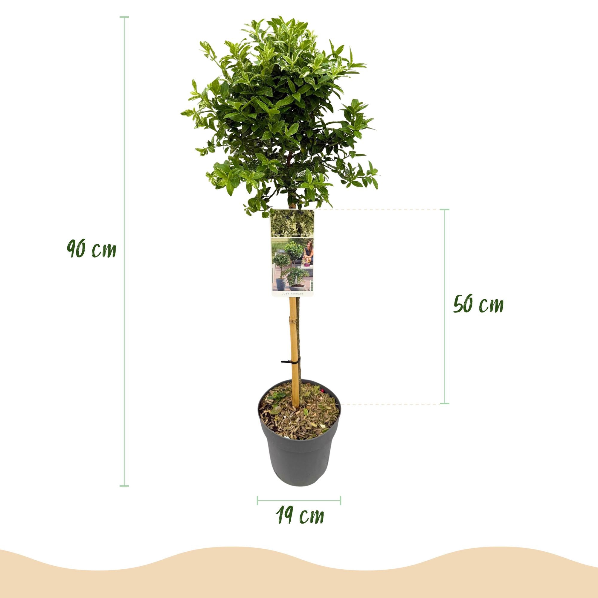 Eonymus fortunei Harlequin Pflanze in Topf, winterhart immergrün mit grün-weißen Blättern, 90cm hoch, Terrassenpflanze