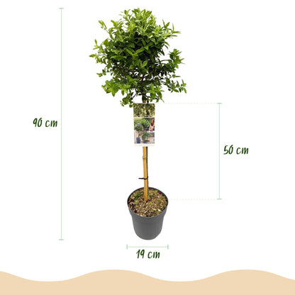 Eonymus fortunei Harlequin Pflanze in Topf, winterhart immergrün mit grün-weißen Blättern, 90cm hoch, Terrassenpflanze