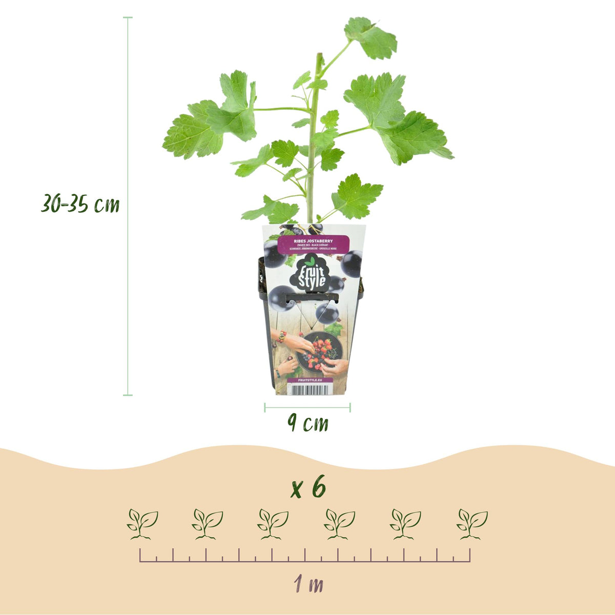 Drei winterharte schwarze Johannisbeeren Ribes Jostabes in 9 cm Töpfen von Everspring, frisch und gesund, Nahaufnahme