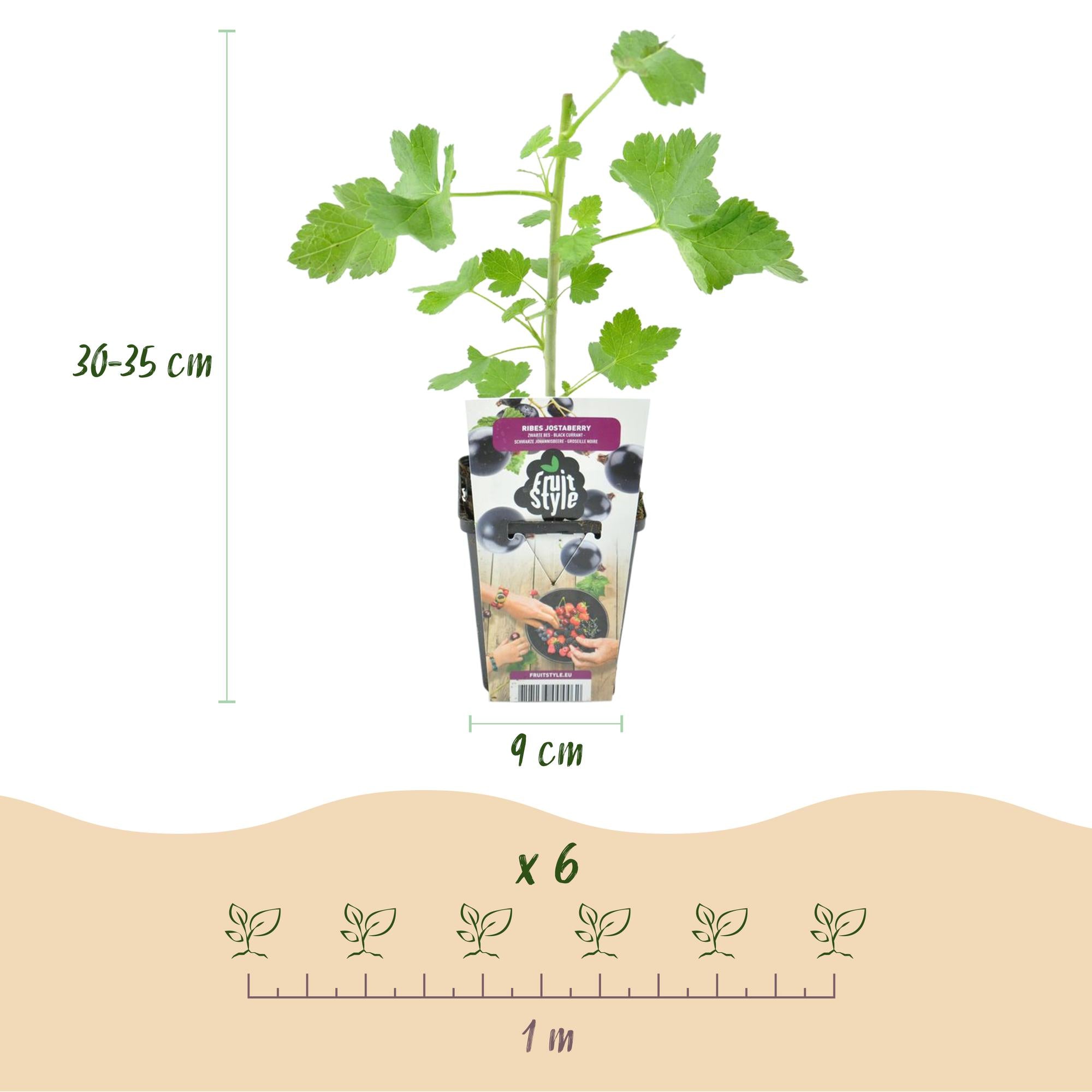 Ribes Jostabes - Winterhart - 3 Pflanzen - Topf 9 cm - Schwarze Johannisbeere – Gartenpflanze im Topf, ideal für Beet, Balkon oder Terrasse