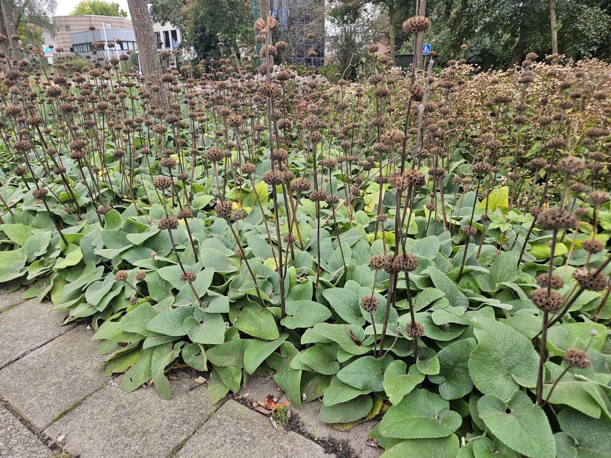 Phlomis russeliana – 24 Pflanzen Ø 9 cm Höhe 10–25 cm – Goldschopf - Brandkraut | Winterharte Staude für Sonne &amp; Halbschatten - Wurzelwerk Design