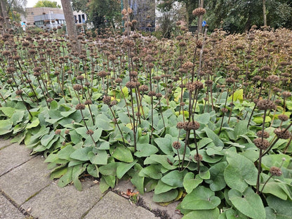 Phlomis russeliana – 24 Pflanzen Ø 9 cm Höhe 10–25 cm – Goldschopf - Brandkraut | Winterharte Staude für Sonne &amp; Halbschatten - Wurzelwerk Design