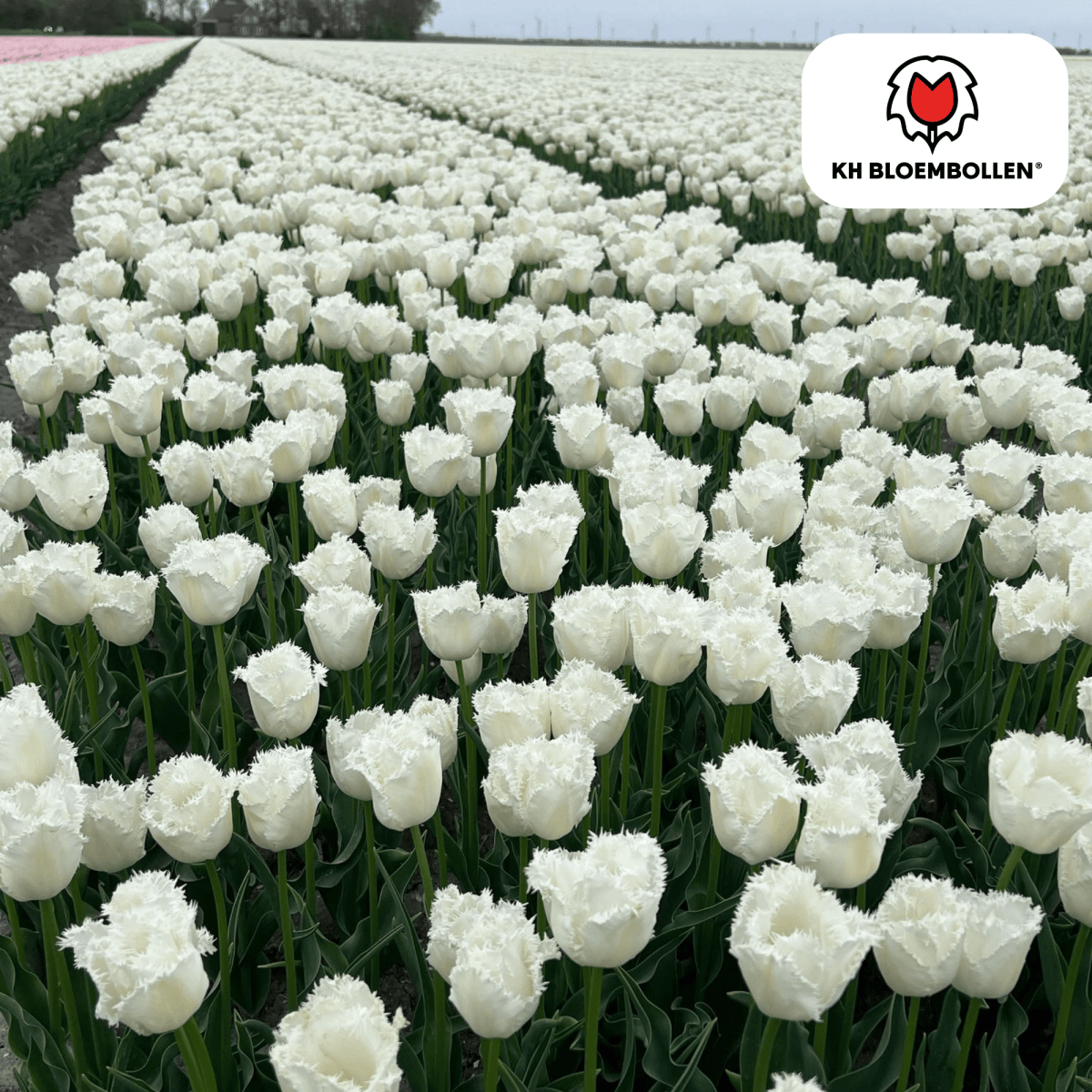 Tulpenzwiebeln Honeymoon | 20er - Pack | Weiß gefüllt - Wurzelwerk Design