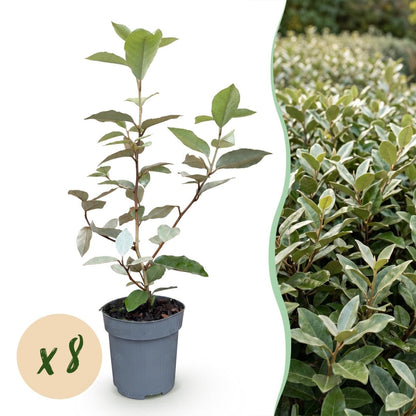 Ölweide kaufen – 8 Heckenpflanzen Elaeagnus ebbingei &