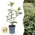 Ölweide kaufen – 8 Heckenpflanzen Elaeagnus ebbingei &