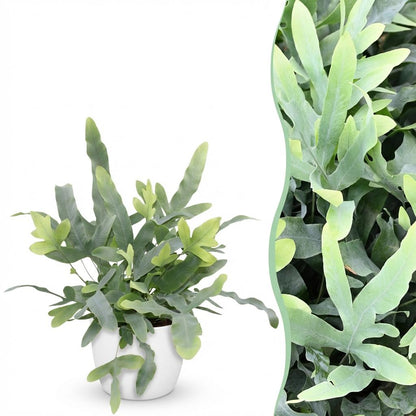 Phlebodium Blue Star kaufen | Blauer Farn – Topf Ø 12 cm, Höhe 25 cm - Wurzelwerk Design